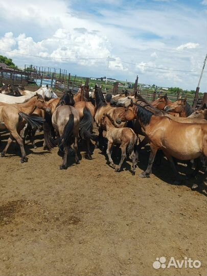 Корова дойная