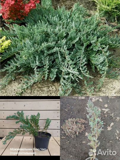 Можжевельник