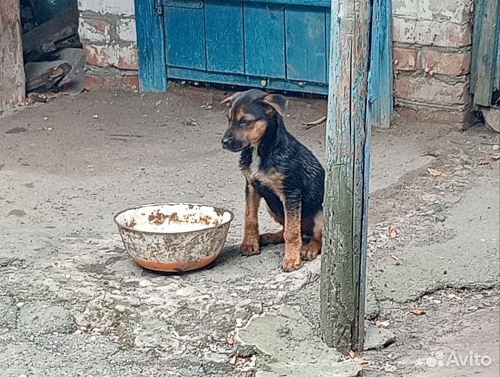 Щенки дворняги в дар