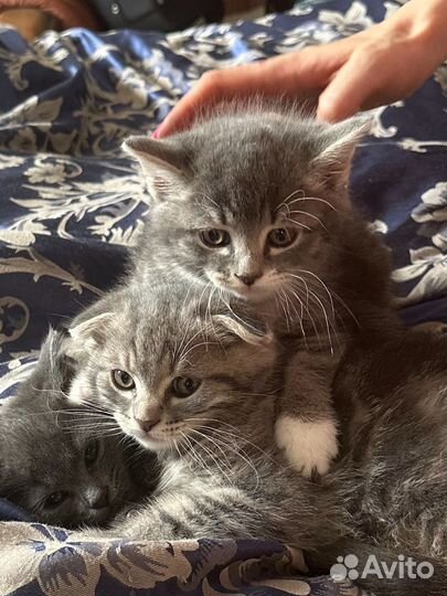 Британские котята