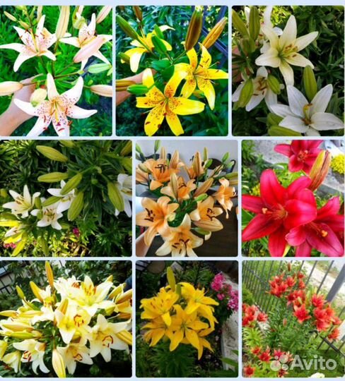 Многолетники для вашего сада