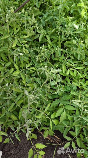 Рассада помидор