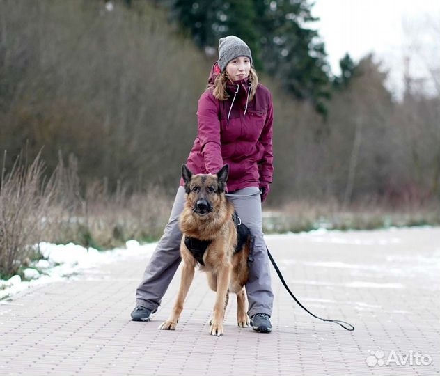 Кинолог. Дрессировка собак