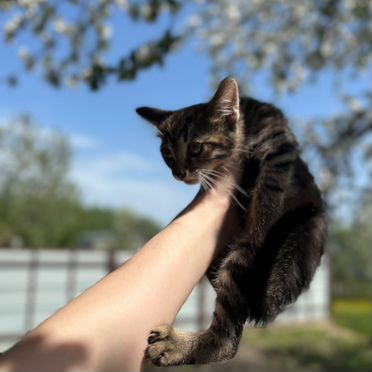 Яванский котёнок