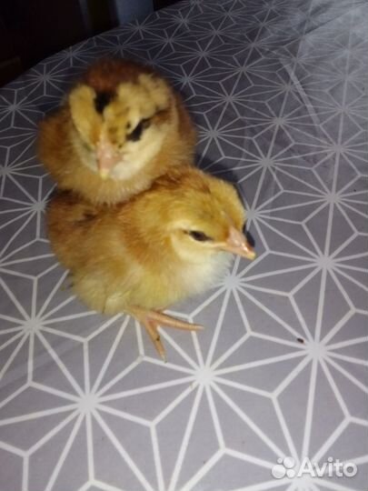 Цыпленок