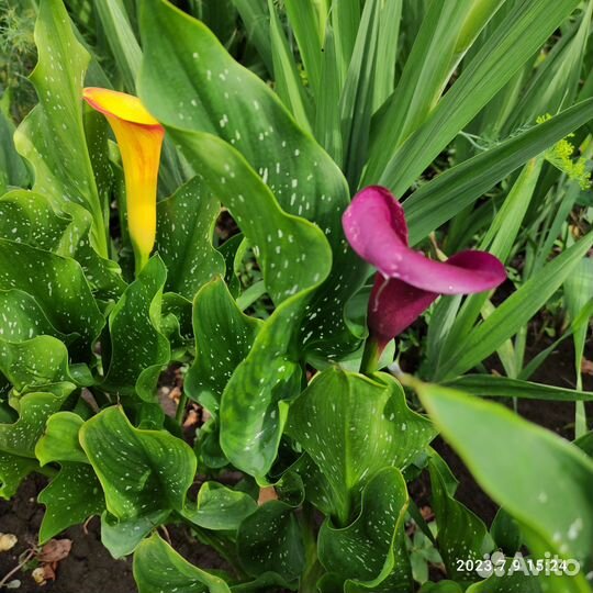 Калла луковица