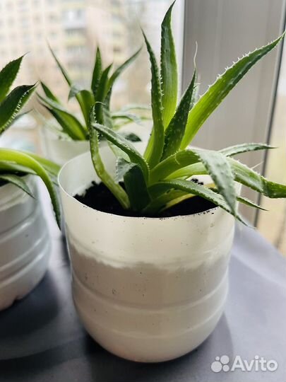 Кактусы и суккуленты отдам