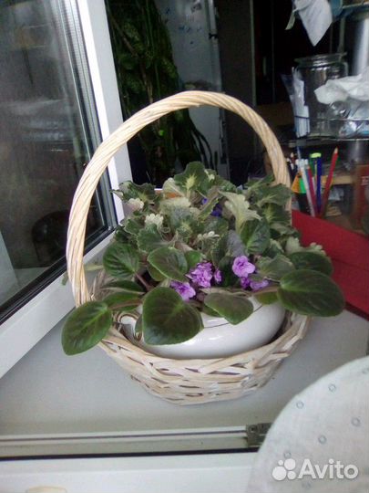 Фиалки большие