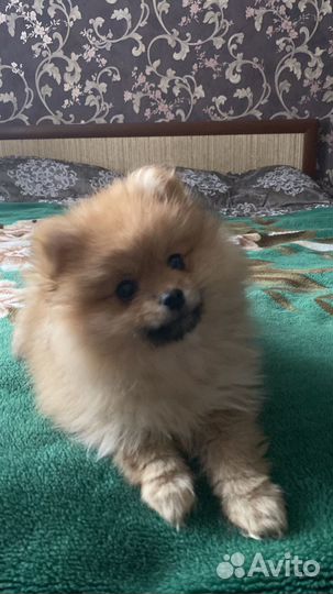 Померанский шпиц