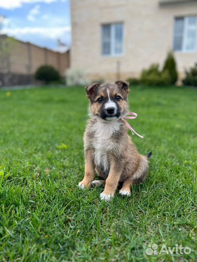 Красавица Марго ищет хозяев