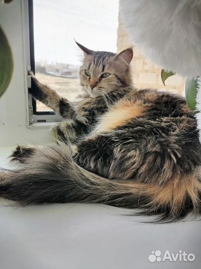 Кошка мейн-кун