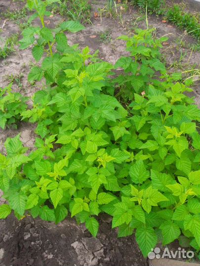 Малина желтая