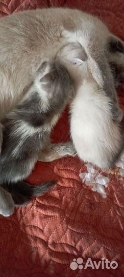 Шотландские вислоухие котята