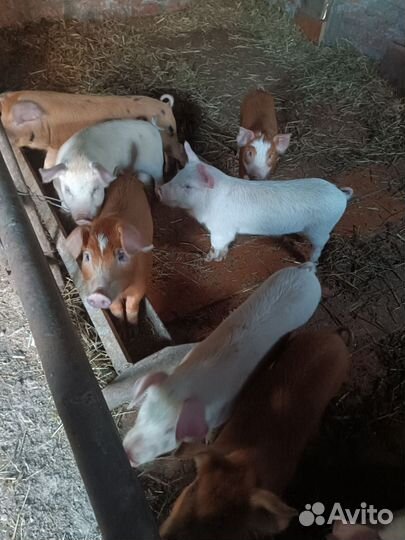 Поросята