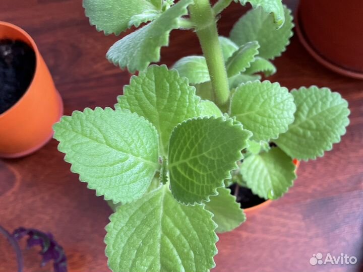 Домашние цветы и отростки