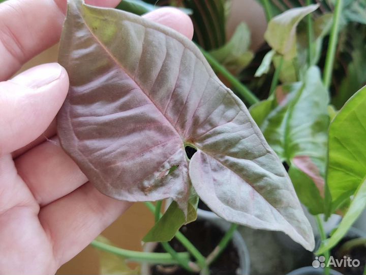 Сингониум разные сорта