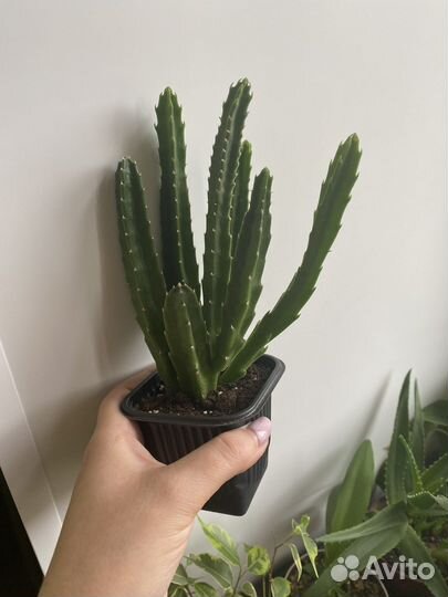 Толстянка (крассула), стапелия, фикус Кинки и др