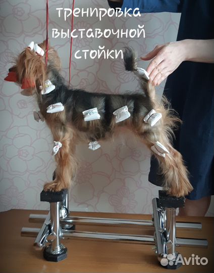 Тренажер для собак happy legs