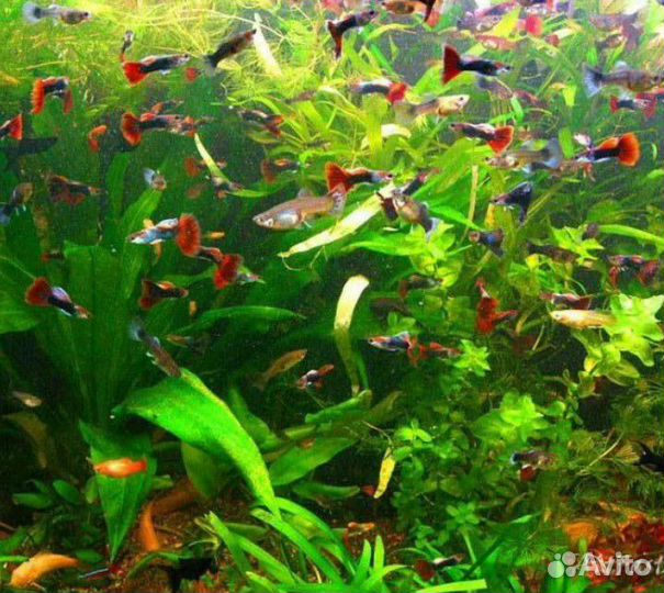 Аквариумные рыбки гуппи