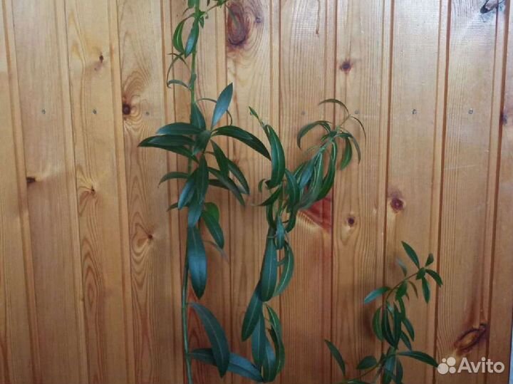 Комнатные цветы Олеандр