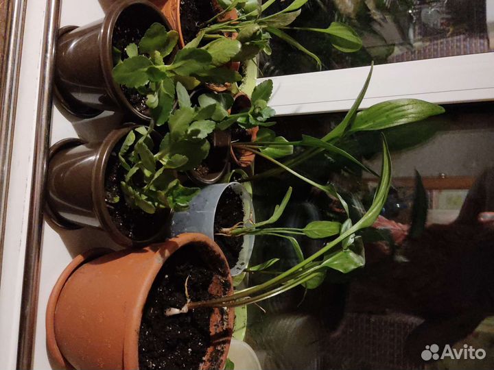 Продам цветы комнатные