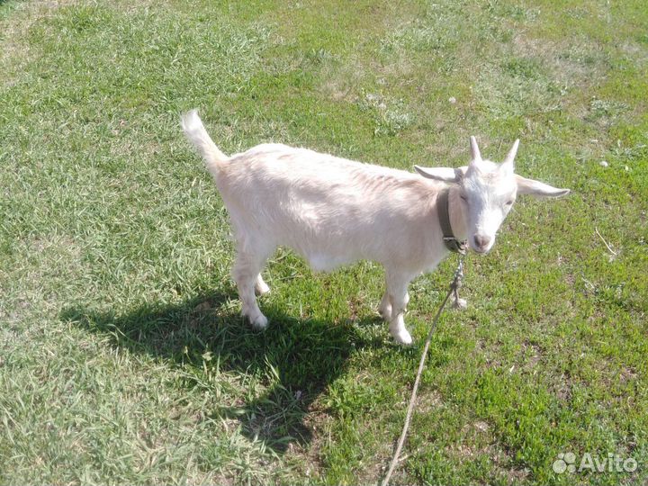 Козочка молочная