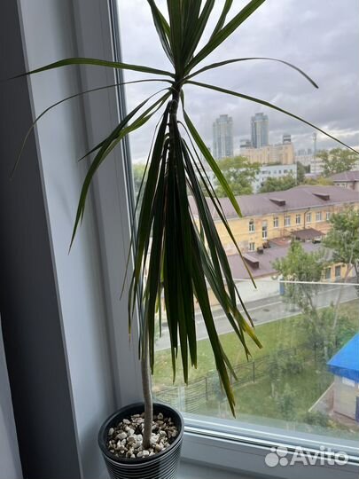 Пальма Драцена и Хамедорея