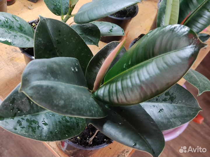 Фикус каучуконосный эластика