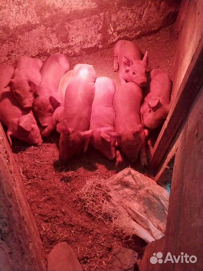 Поросята Дюрок, ландрас