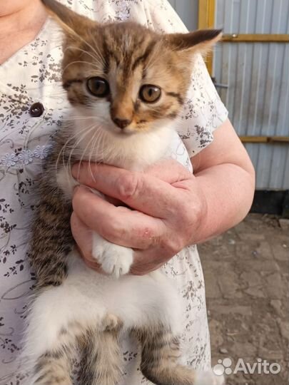 Котята в добрые руки в дар