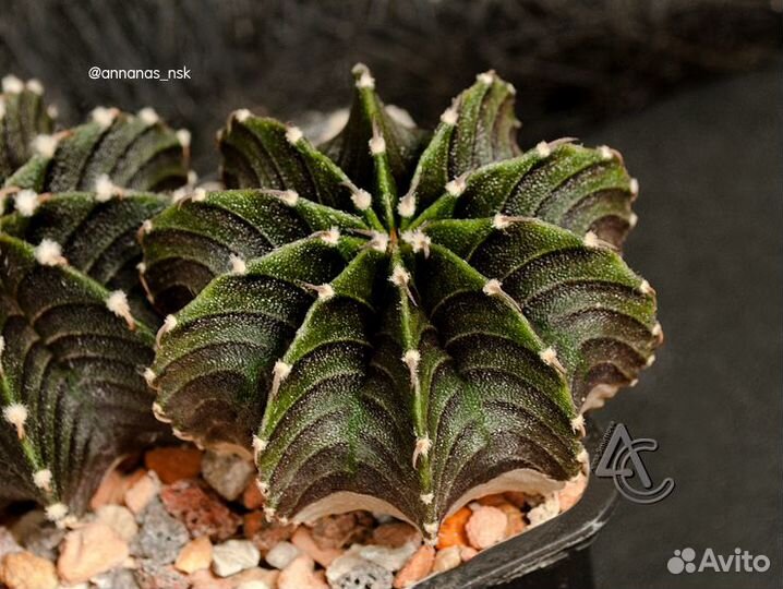 Gymnocalycium friedrichii VoS-014, Agua Dulce