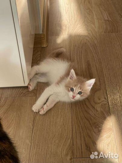 Рыжий котенок мальчик