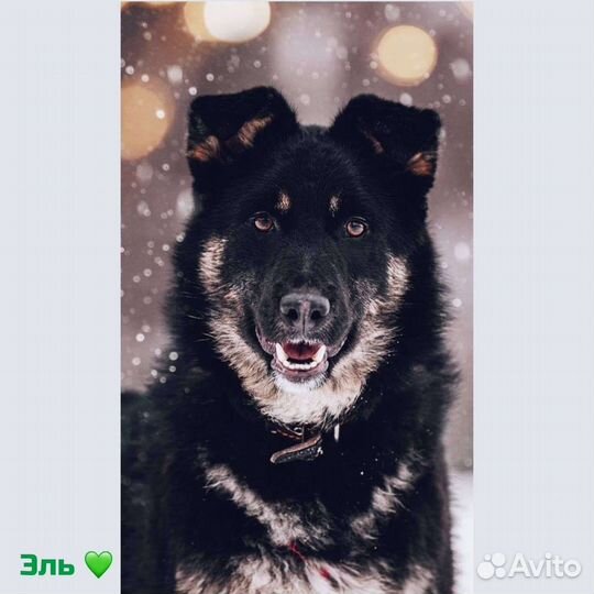 Собака настоящий и верный друг в добрые руки