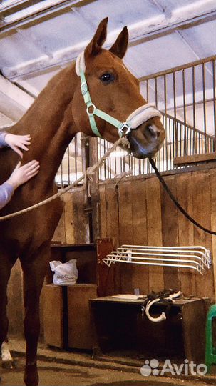 Массаж лошади