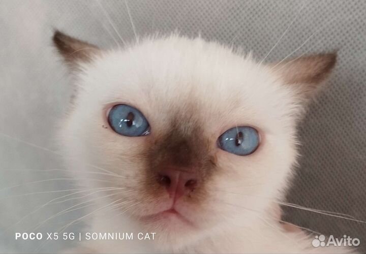 Тайские котята. Питомник