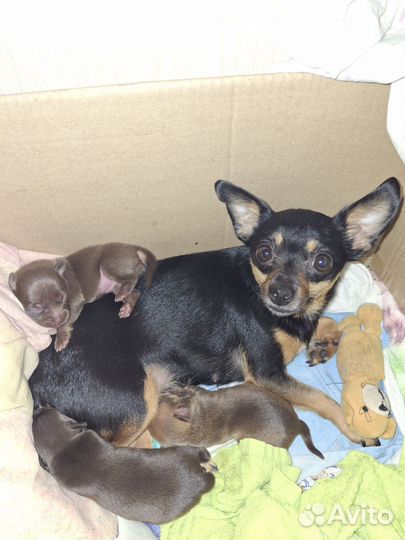 Мини той-терьер