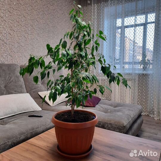 Фикус бенджамина