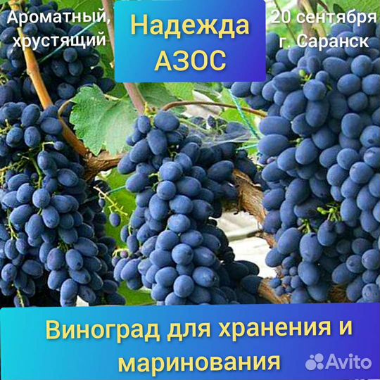 Черенки и саженцы винограда