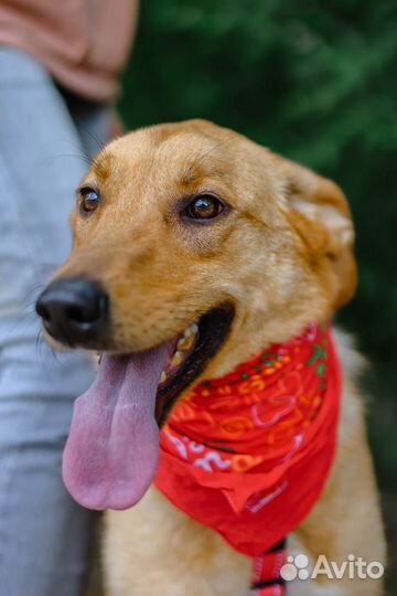 Собака компаньон ждёт своего хозяина в приюте