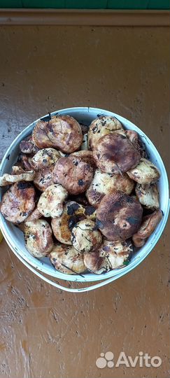 Грибы коровники