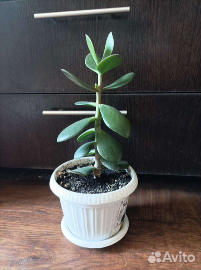 Денежное дерево (толстянка)