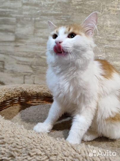 Кошки