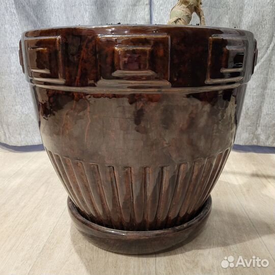 Комнатные цветы монстера