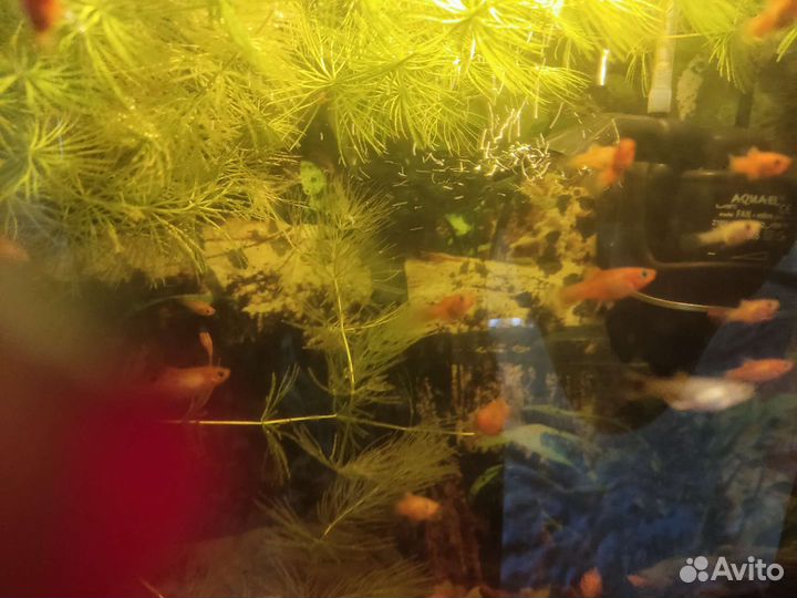 Рыбки аквариумные (пицилии)