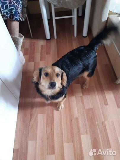 Собака в добрые руки отдам бесплатно