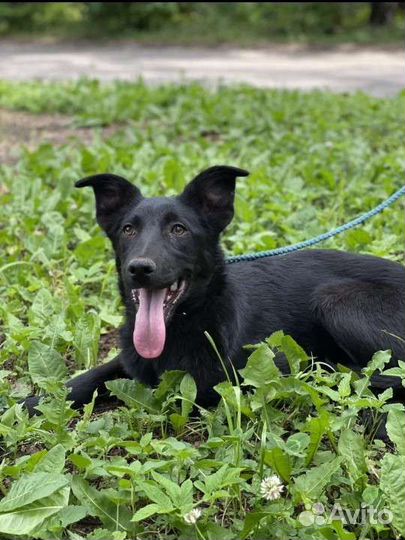 Щенок метис овчарки