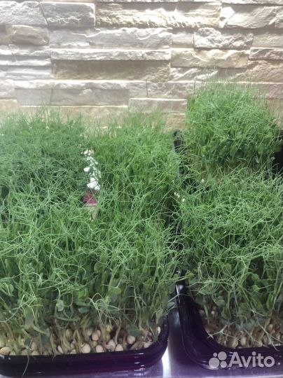 Микрозелень Елец