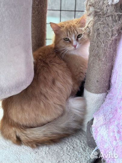 Рыжая кошечка из приюта