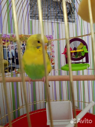 Волнистый попугай