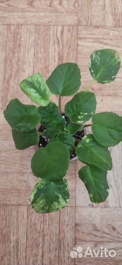 Сортовая фиалка ан -Девочка с персиками трейлер